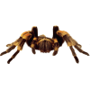 Spider Tarantula - Animales - 