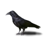 Crow - Živali - 
