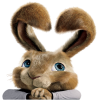 Rabbit - Animais - 