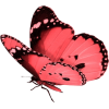 butterfly - Animals - 