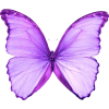 butterfly - Animales - 