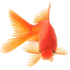 zlatna ribica - Živali - 