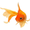 zlatna ribica - Životinje - 