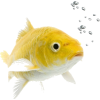 zlatna ribica - Životinje - 