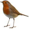 bird orange - Zwierzęta - 