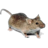 mouse miš - Животные - 