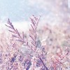 Grass snow - My photos - 