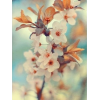Flower - Mis fotografías - 