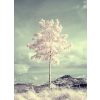 Tree snow - Minhas fotos - 