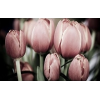 Flower - Minhas fotos - 