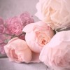 Flowers - My photos - 