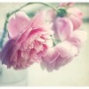 Flowers - Mie foto - 