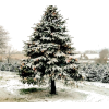 snow tree - 植物 - 