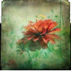 flower - Background - 