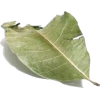leaf - Plants - 