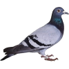 ptica bird - 动物 - 