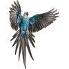 ptica bird - 动物 - 