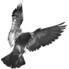 ptica bird - Animais - 