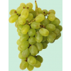 Grape - Obst - 