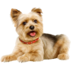 terrier - Animais - 