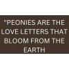 text - Texte - 