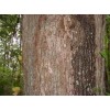 drvo - My photos - 