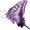 Butterfly - Animales - 