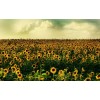 sunflowers - Растения - 