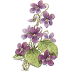 violets - 植物 - 