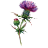 thistle flower - Natural - 