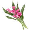 cvijet - Rastline - 
