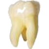 tooth - Rekviziti - 