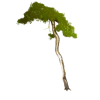 tree - Belt - 