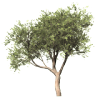 tree - Natural - 