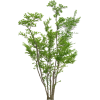 tree - Rastline - 
