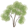 tree - 植物 - 