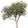 tree - Pflanzen - 