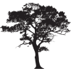 tree black & white illustration - Uncategorized - 