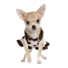 Chihuahua - Animales - 