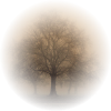 Drvo / Tree - Natural - 