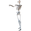 Kostur / Skeleton - Ilustracje - 