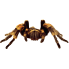 Pauk / Spider - Animals - 