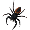 Pauk / Spider - Animales - 