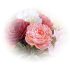 Ruže / Roses - Pflanzen - 