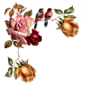 Ruže / Roses - Растения - 