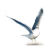 Seagull - Animais - 