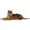 Tiger - Zwierzęta - 