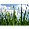 grass - Background - 