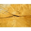 wood - Fondo - 