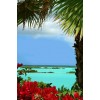 tropical background - Ozadje - 